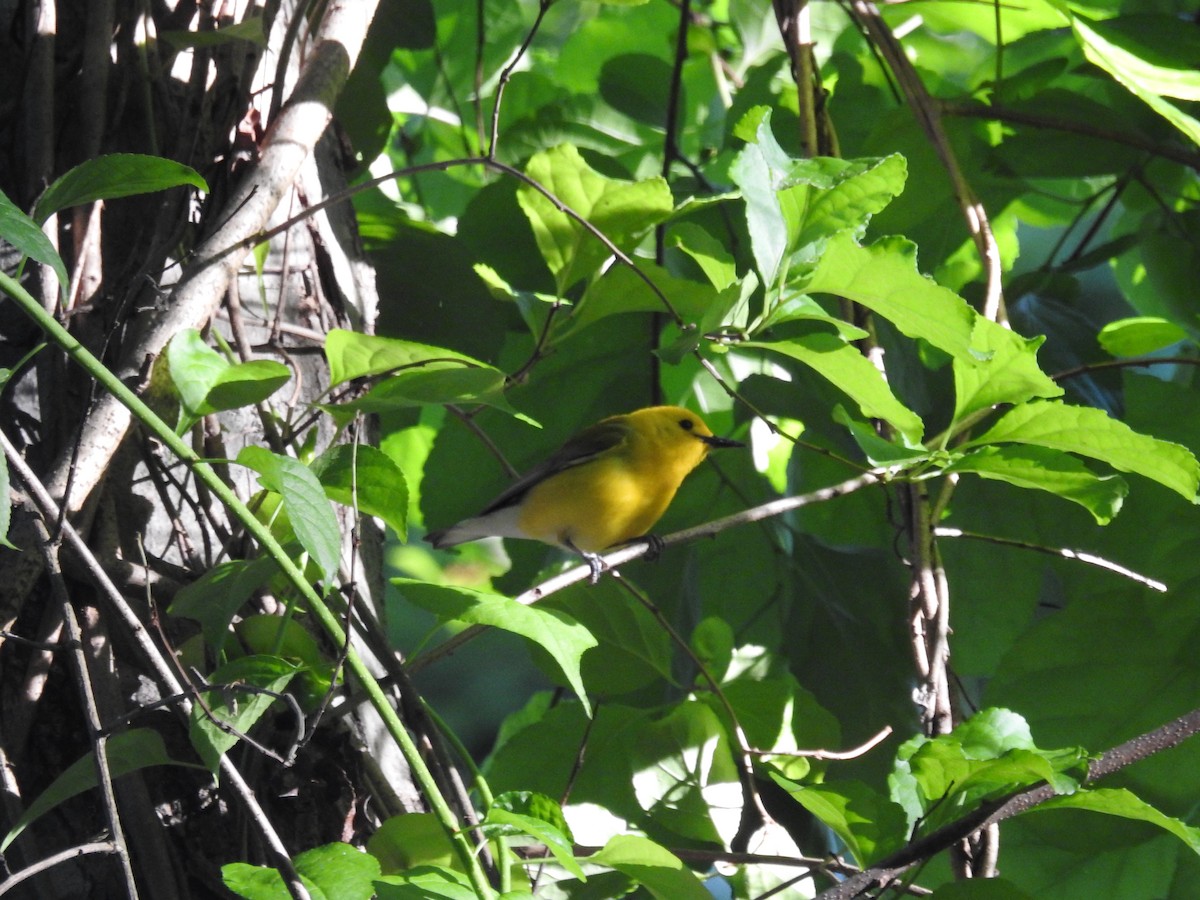 Prothonotary Warbler - ML620812872