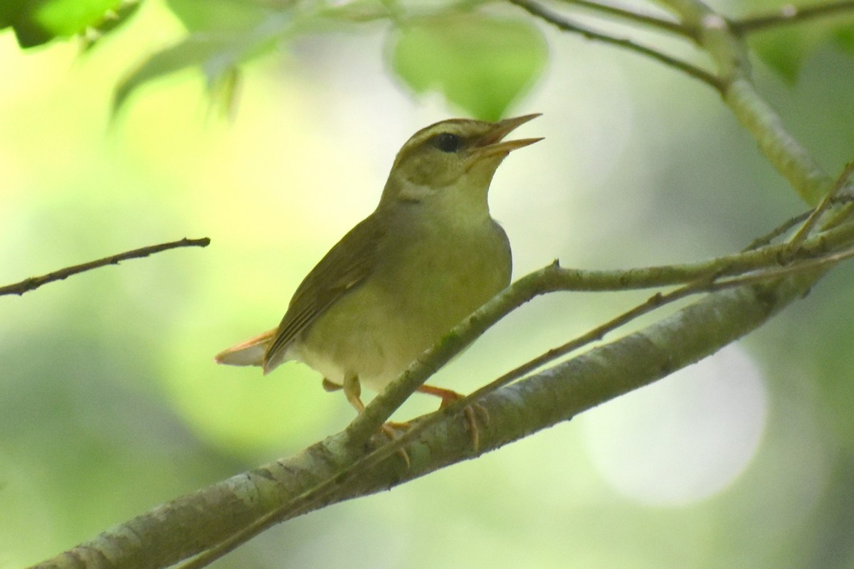 Swainson's Warbler - ML620812875