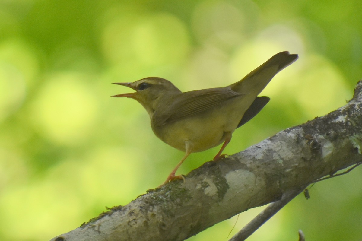 Swainson's Warbler - ML620812891