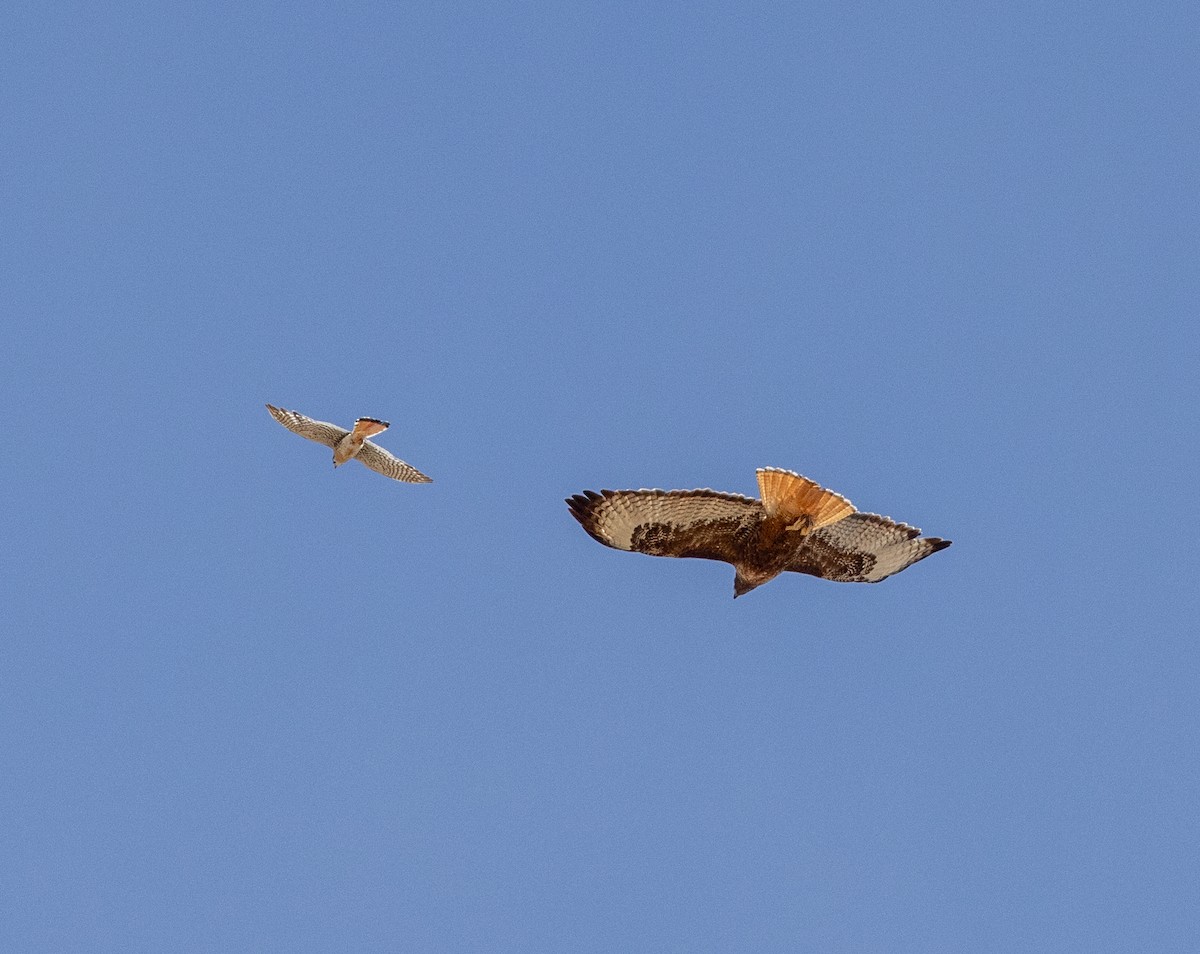 American Kestrel - ML620812909