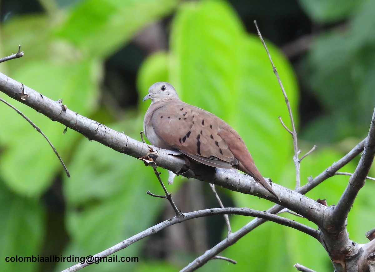 Ruddy Ground Dove - ML620812917