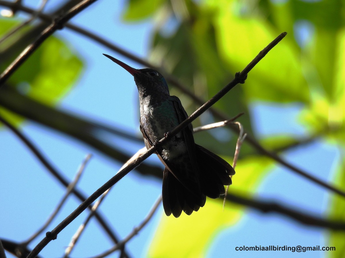 kolibřík zrcadlový - ML620812922