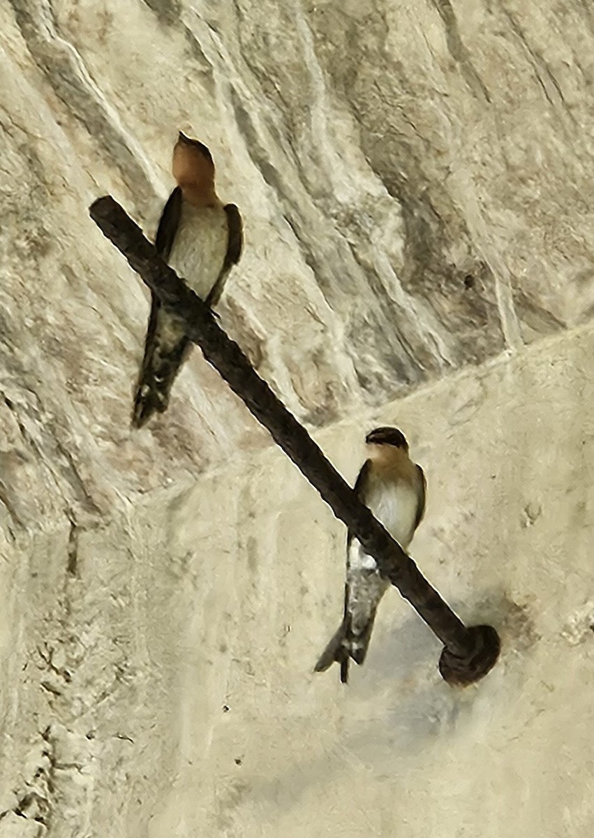 Pacific Swallow - ML620812930