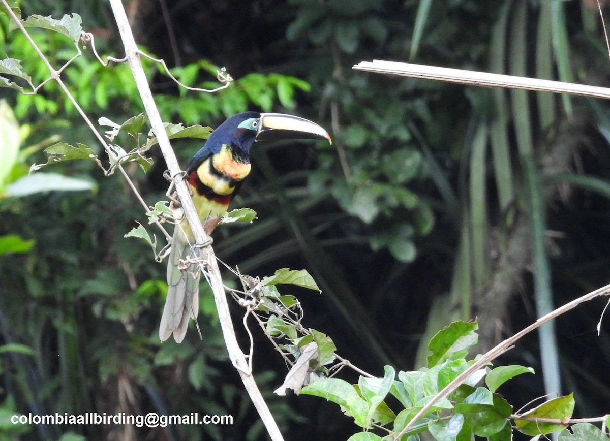 Many-banded Aracari - ML620812933