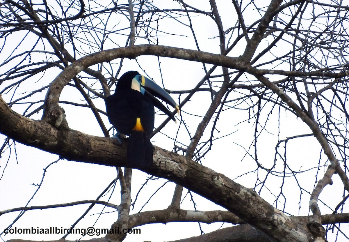 White-throated Toucan - ML620812935