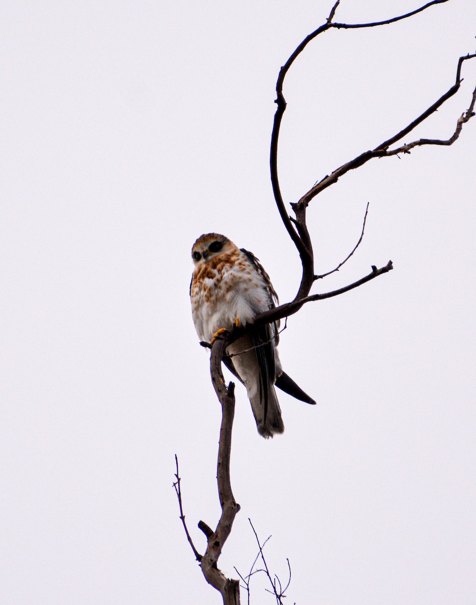 White-tailed Kite - ML620812942