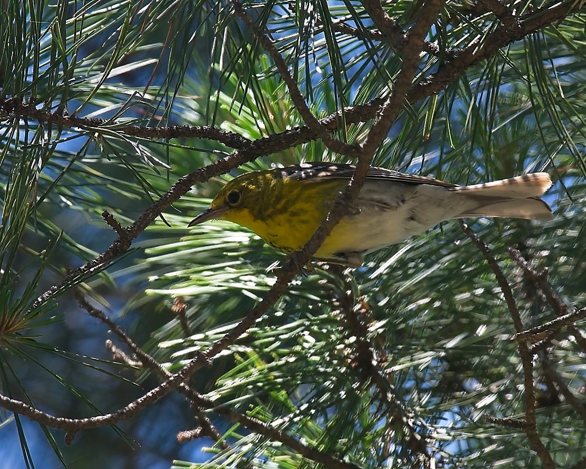 Pine Warbler - ML620812943