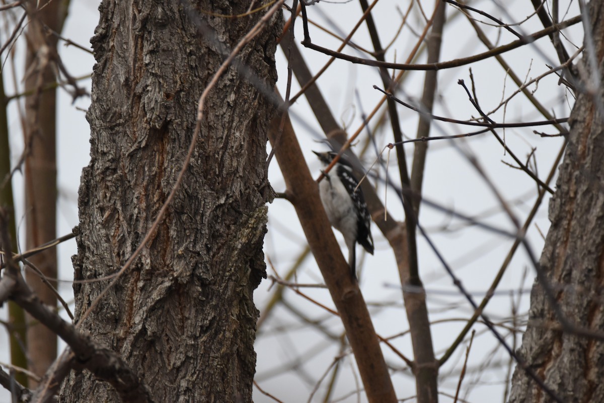 Downy Woodpecker (Rocky Mts.) - ML620812950