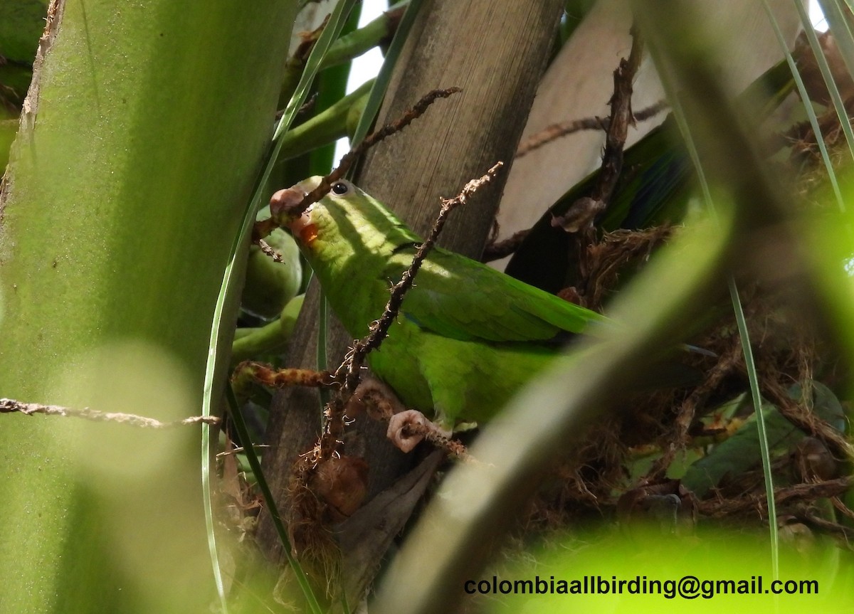 Cobalt-winged Parakeet - ML620812953