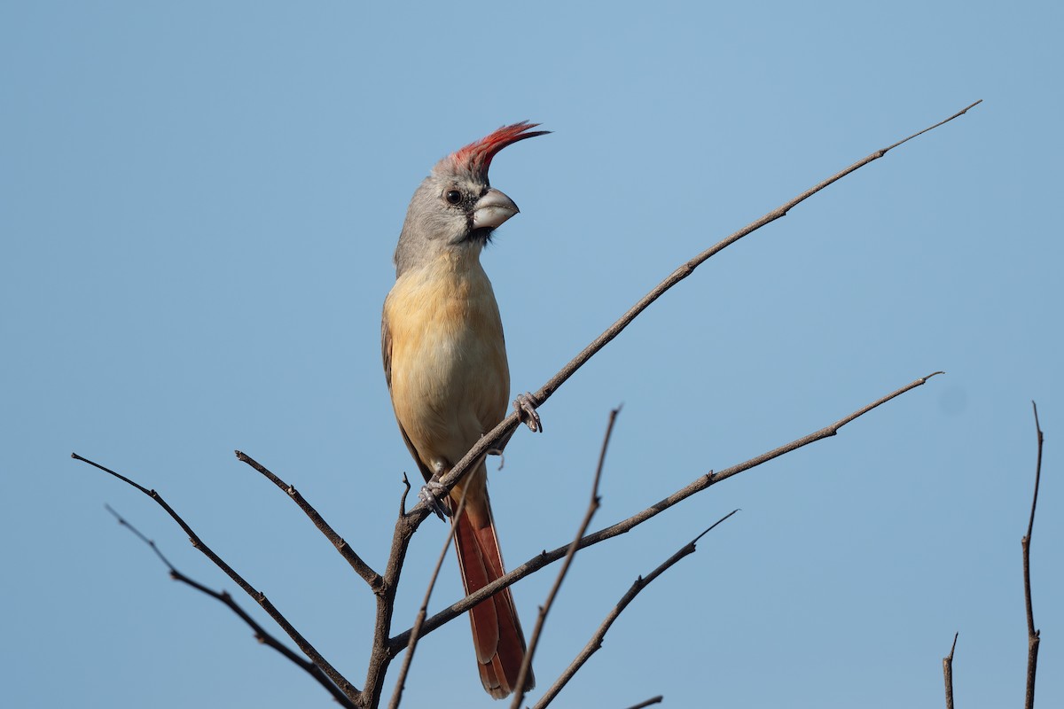 Vermilion Cardinal - ML620812958