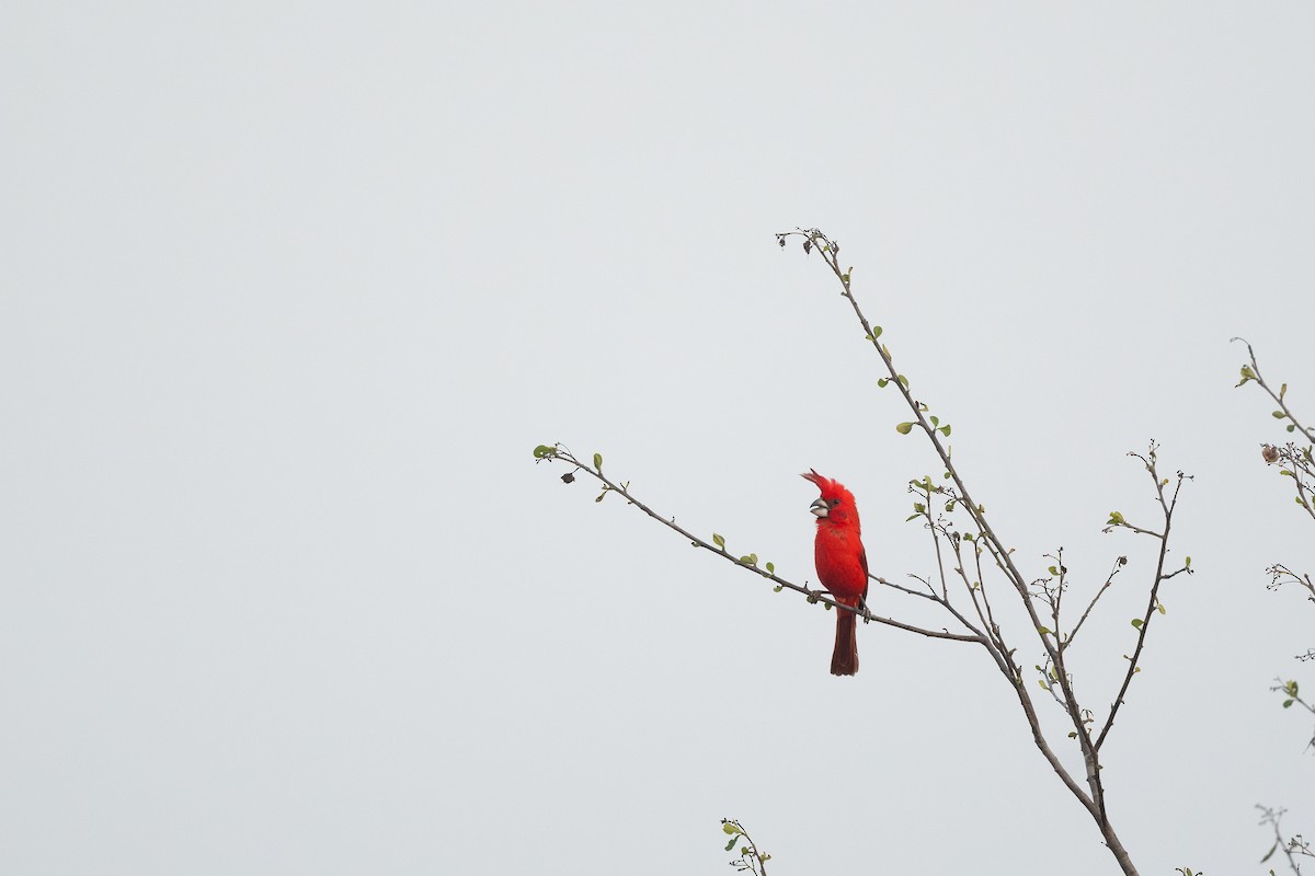 Cardinal vermillon - ML620812959