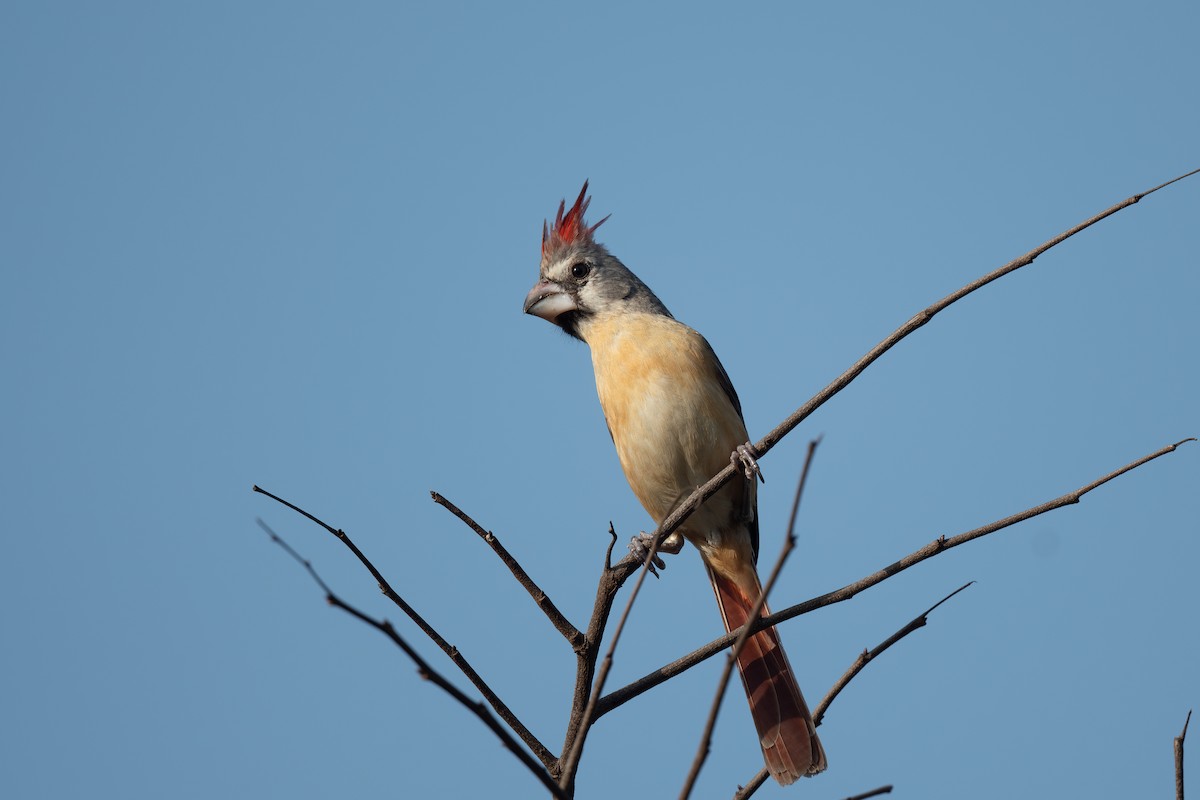 Vermilion Cardinal - Steve Heinl