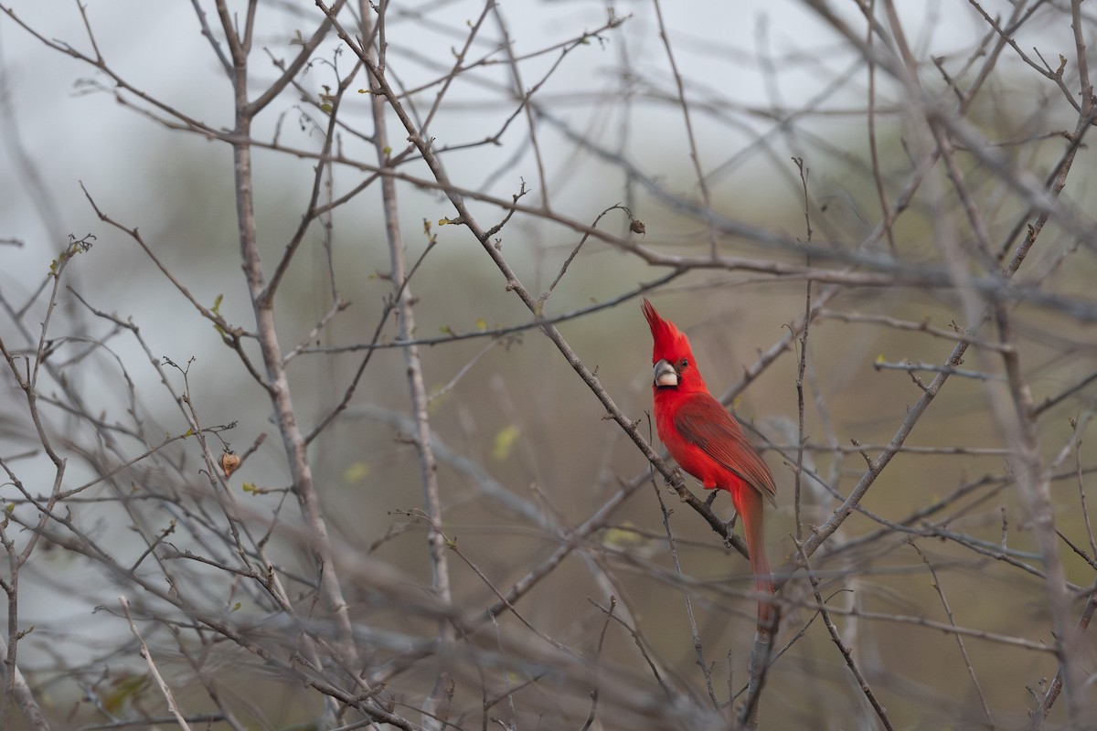 Vermilion Cardinal - ML620812961