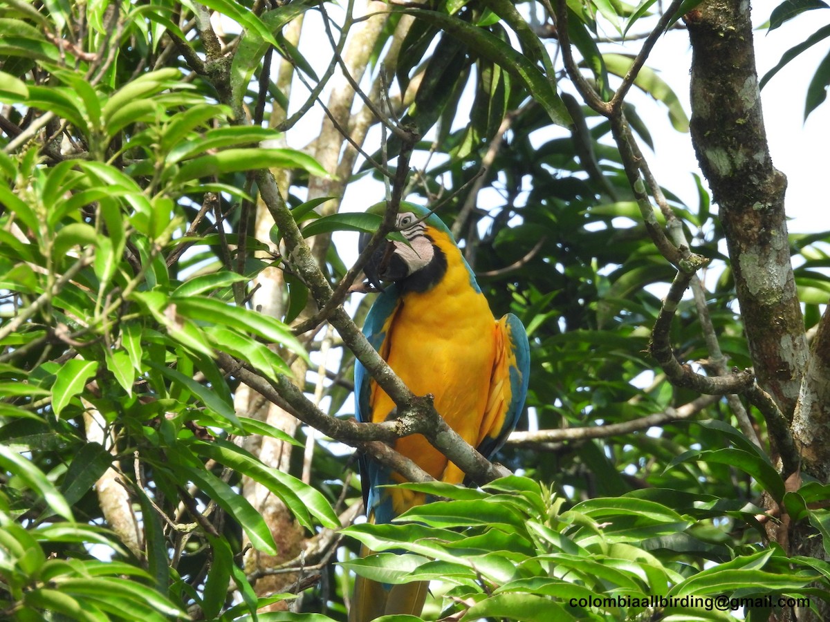 Guacamayo Azuliamarillo - ML620812963