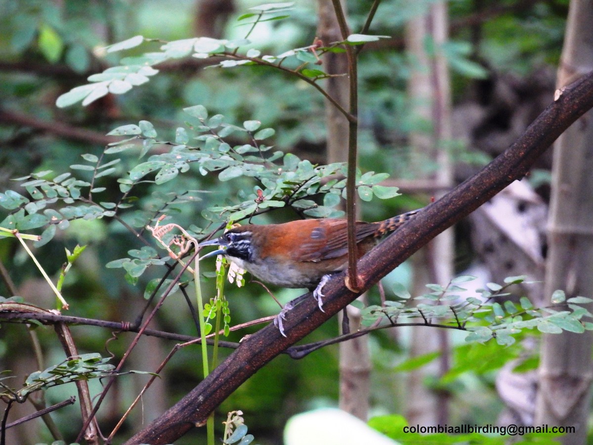 Coraya Wren - ML620812967