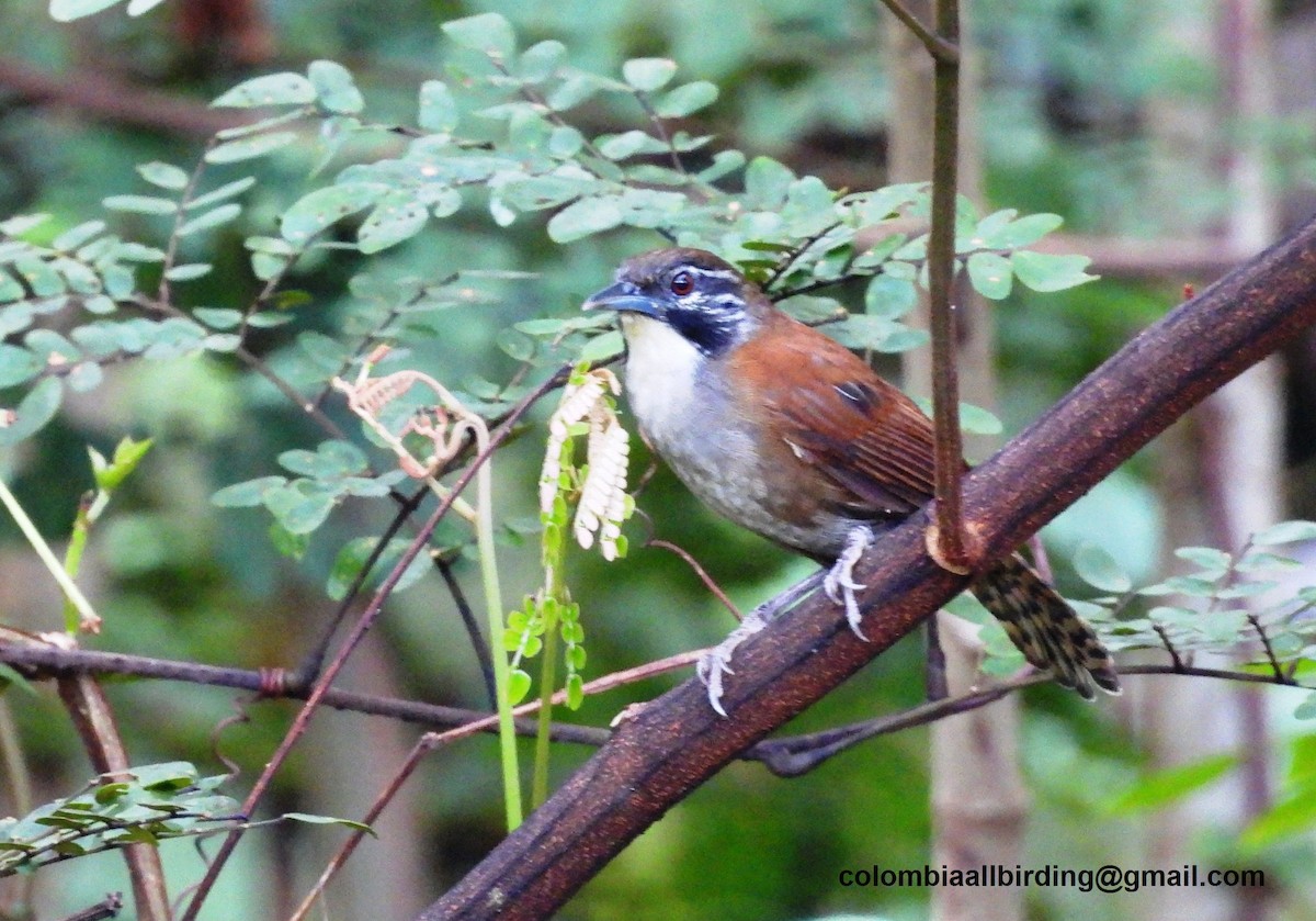 Coraya Wren - ML620812968