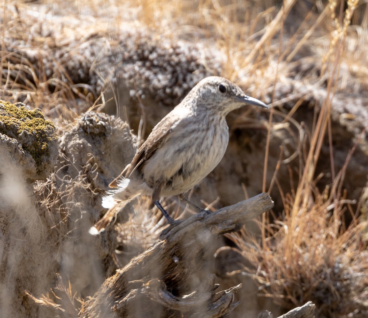 Rock Wren - ML620812980