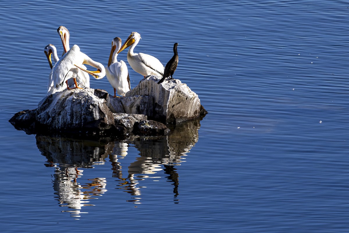 American White Pelican - ML620812983