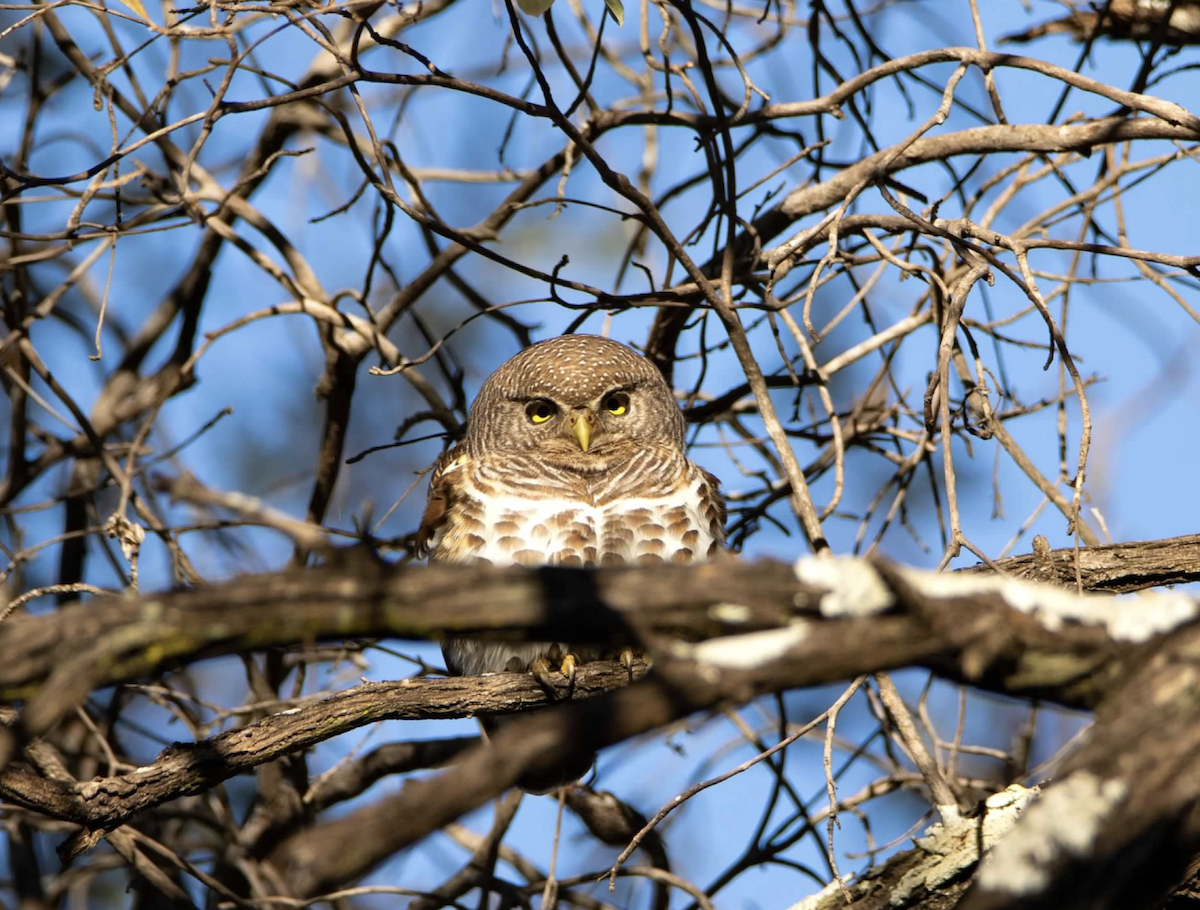 African Barred Owlet - ML620812986