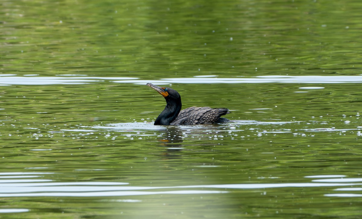 Double-crested Cormorant - ML620812988