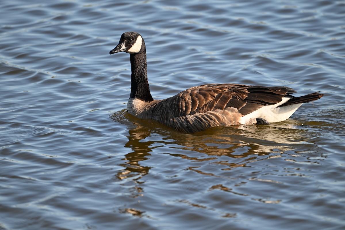 Canada Goose - Jim Colby