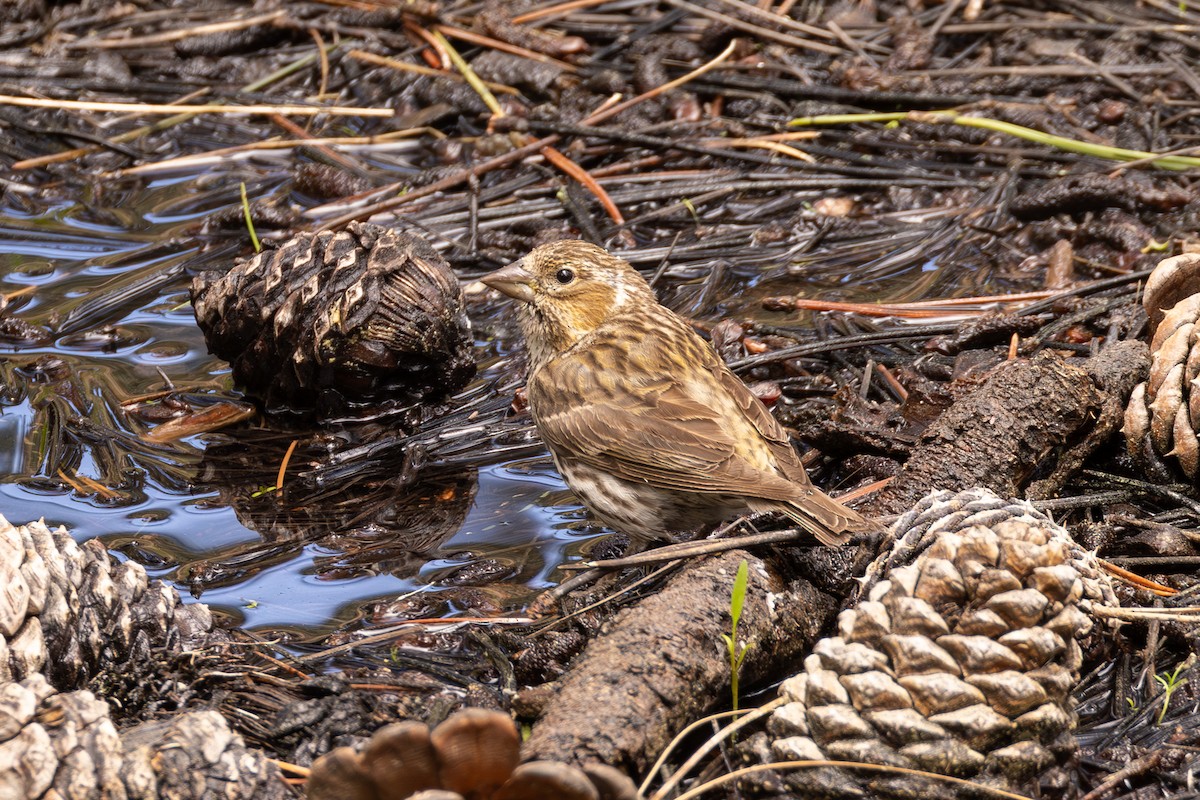 Cassin's Finch - ML620812990