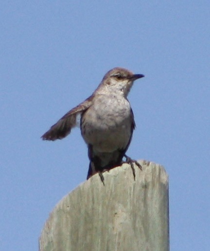 Bahama Mockingbird - ML620812993