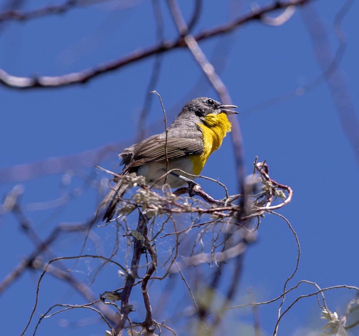 Yellow-breasted Chat - ML620812995