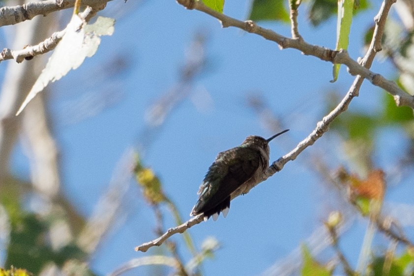 Colibri à gorge noire - ML620812999