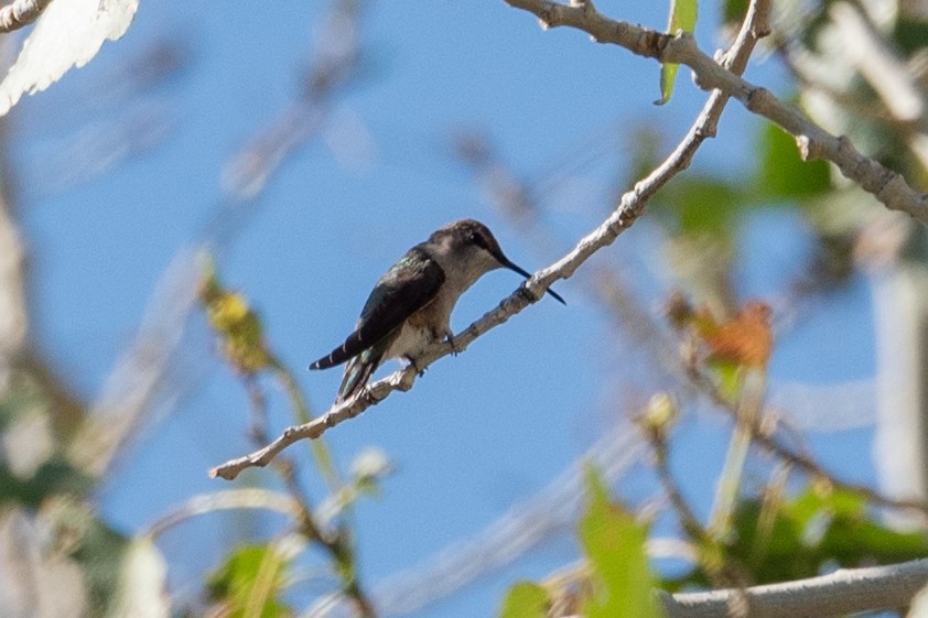 Colibrí Gorjinegro - ML620813008