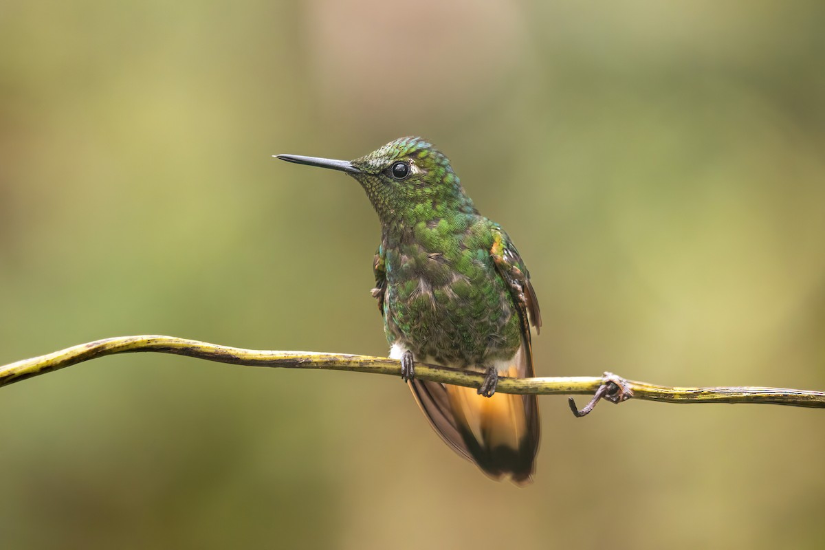 Buff-tailed Coronet - ML620813009