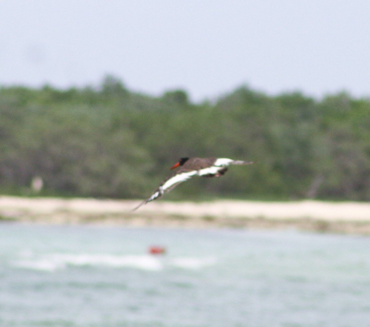 American Oystercatcher - yuzaima ortiz