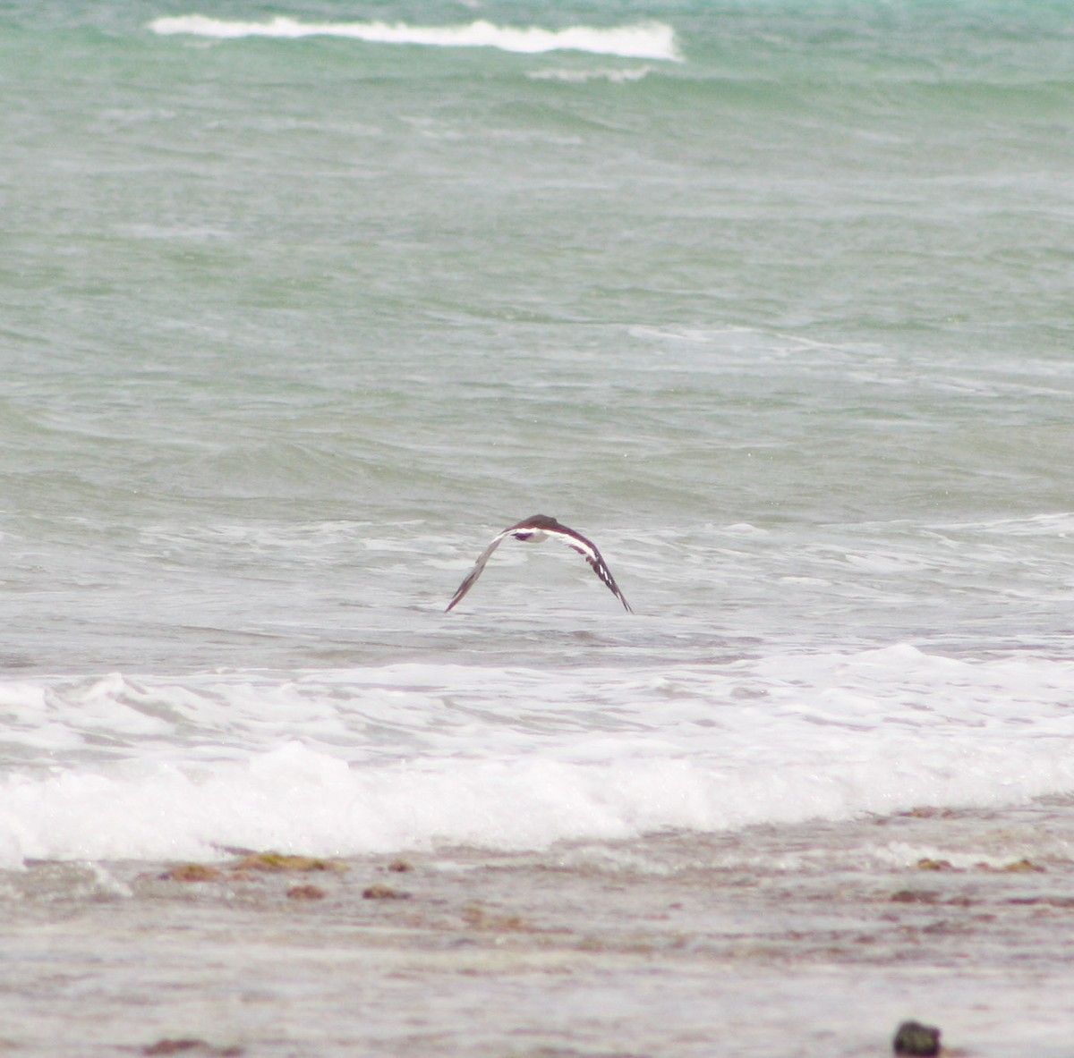 American Oystercatcher - ML620813020