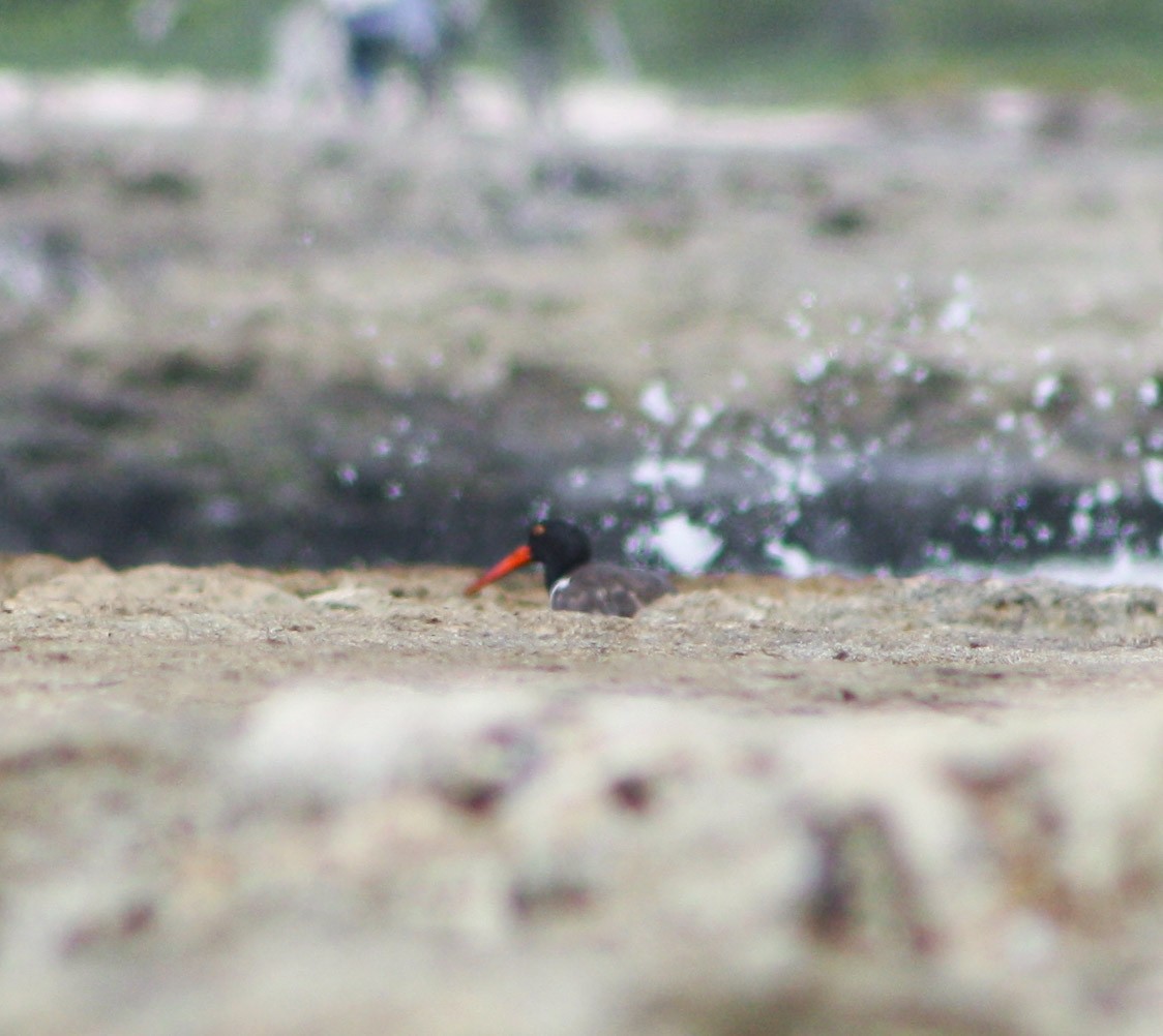 American Oystercatcher - ML620813021