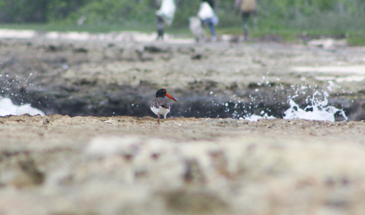 American Oystercatcher - ML620813023