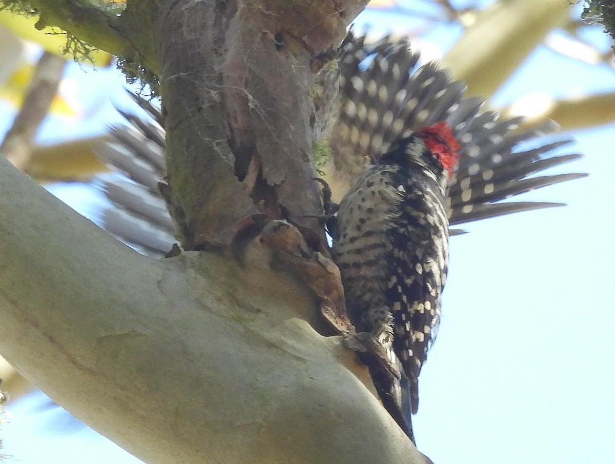 Nuttall's Woodpecker - ML620813026