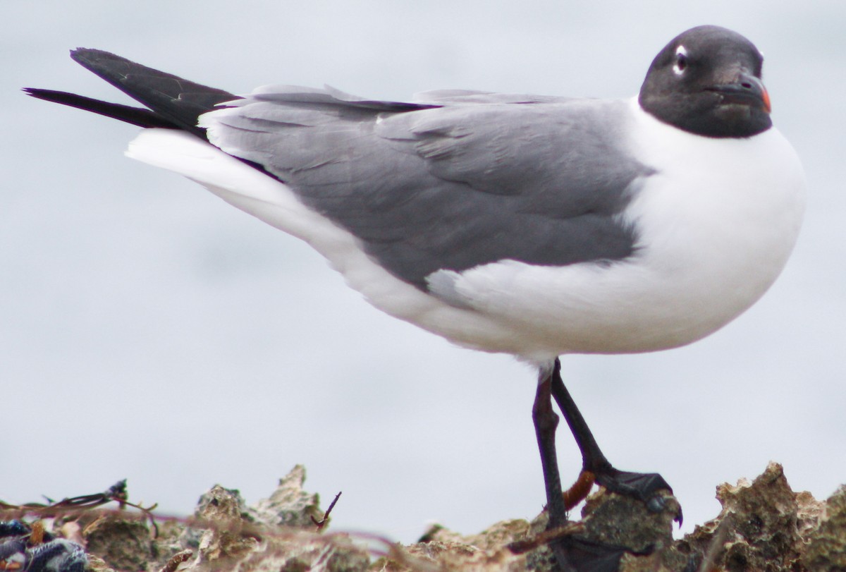 Mouette atricille - ML620813032