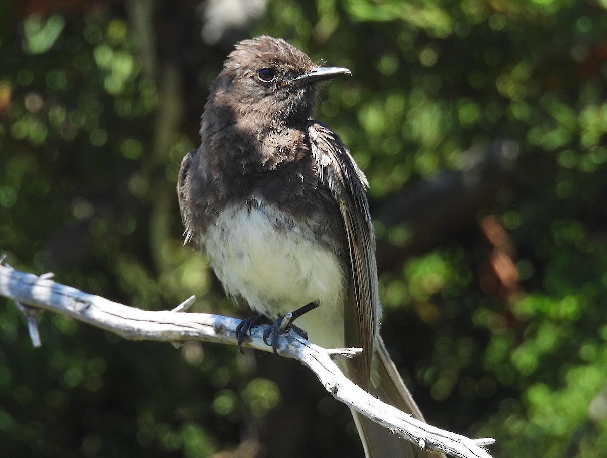 Black Phoebe - ML620813033