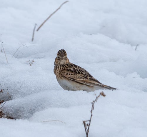 Eurasian Skylark - ML620813034