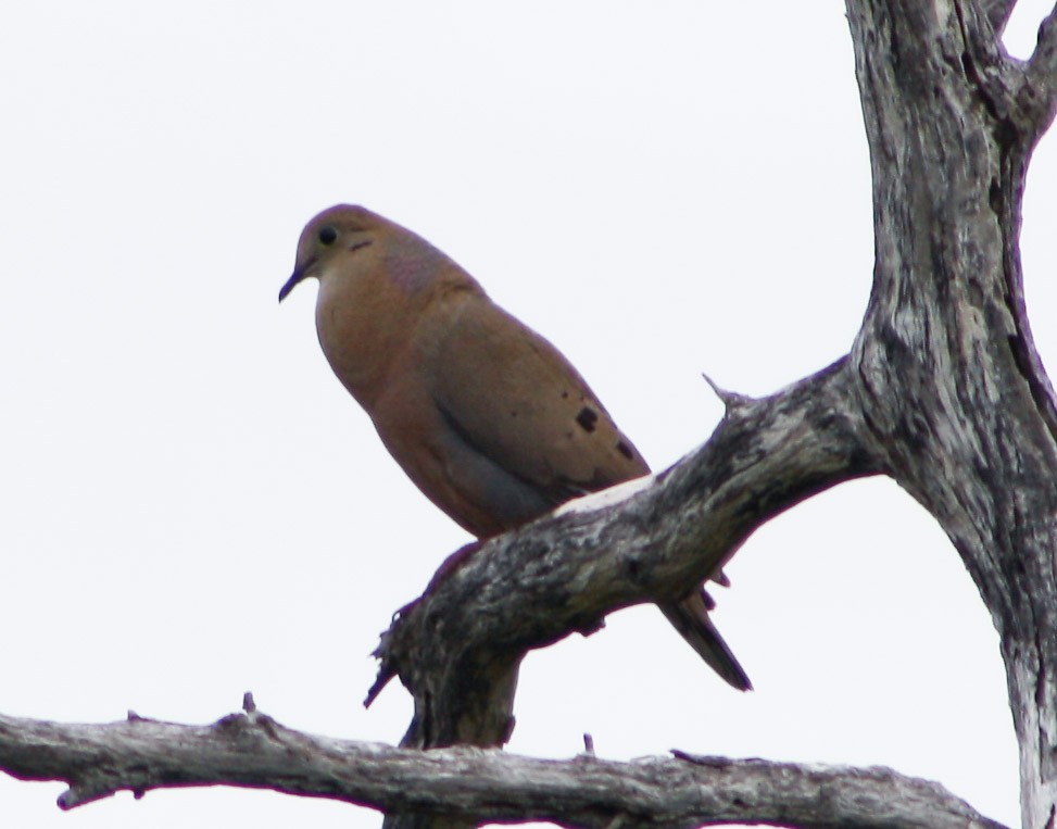 Zenaida Dove - ML620813044