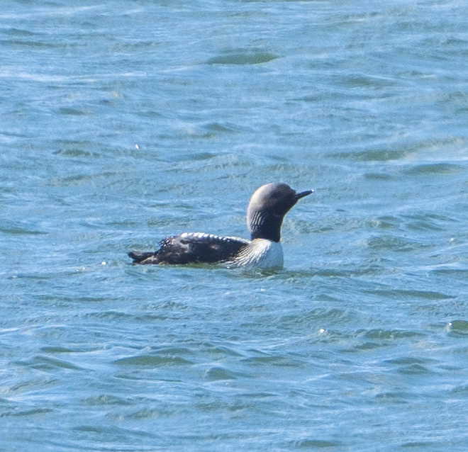 Pacific Loon - Justin Cottrell