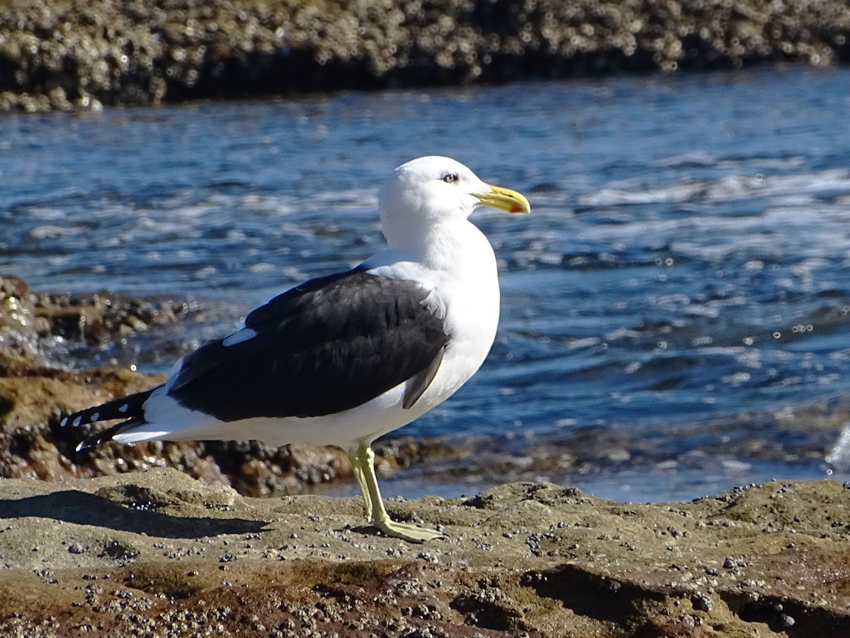 Kelp Gull - ML620813046