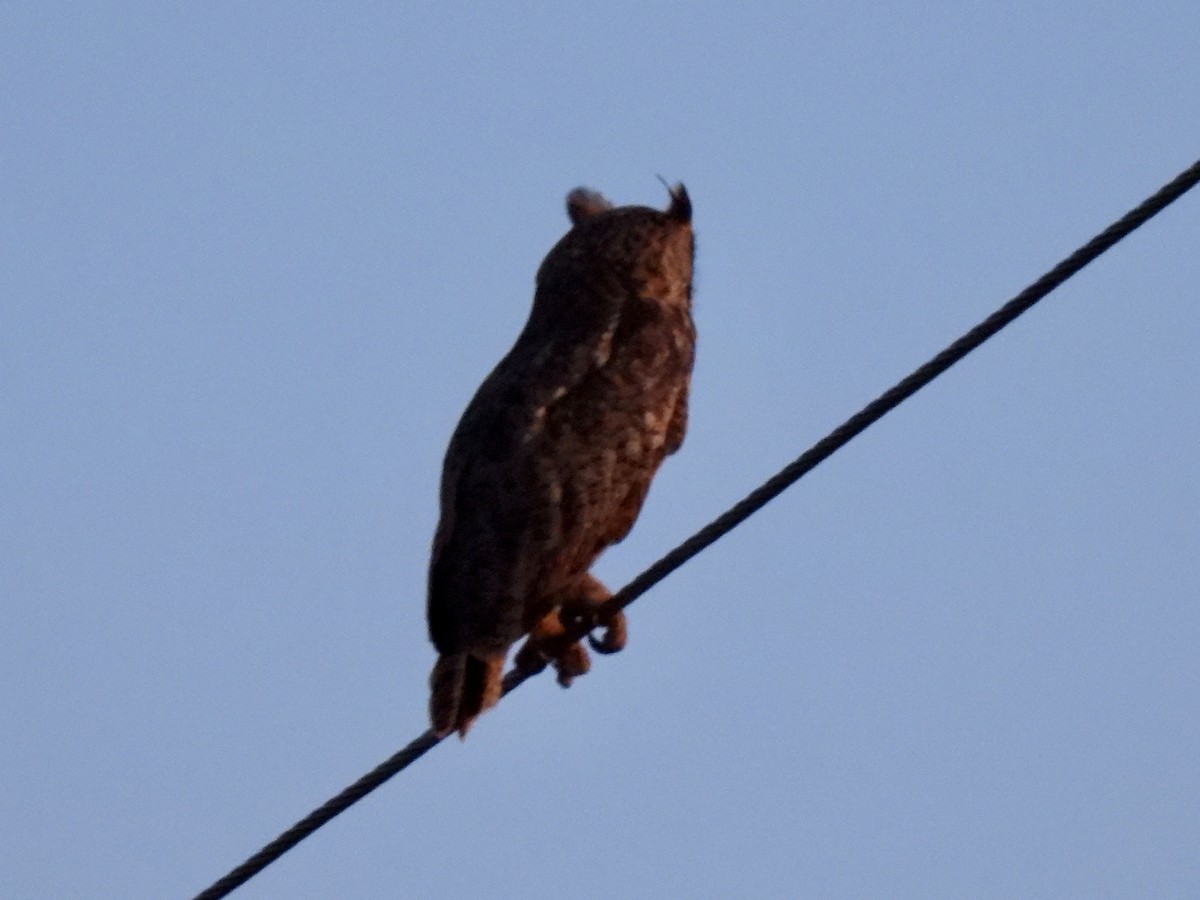 Great Horned Owl - ML620813049