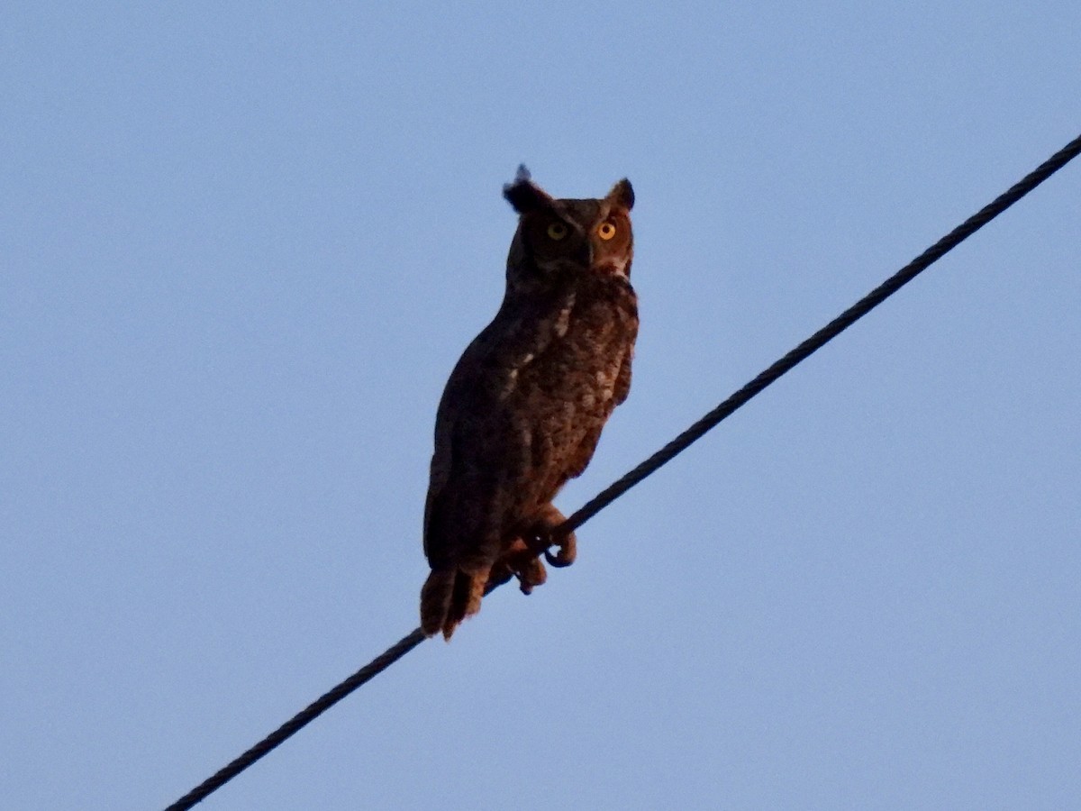 Great Horned Owl - ML620813050