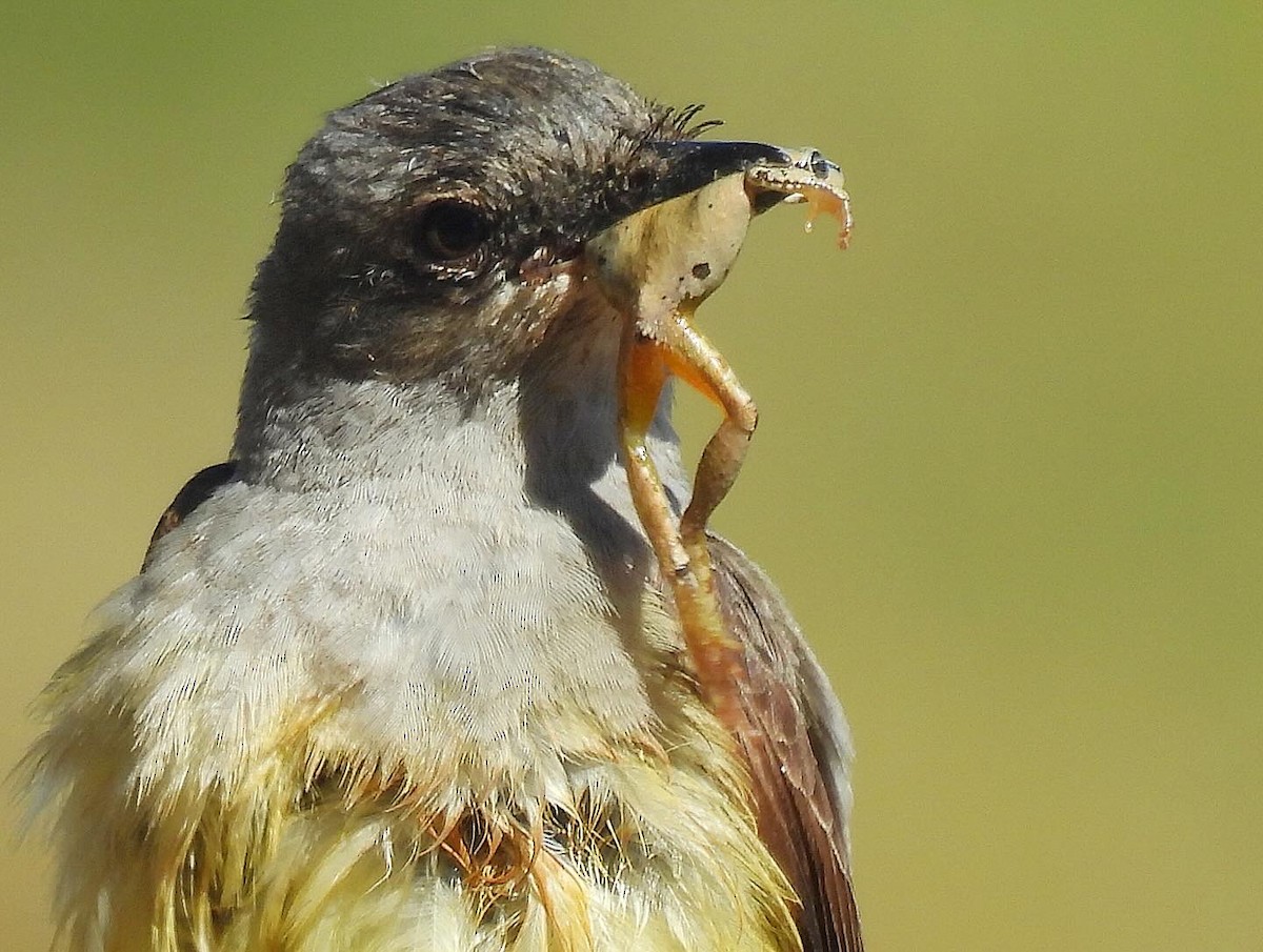 Western Kingbird - ML620813058