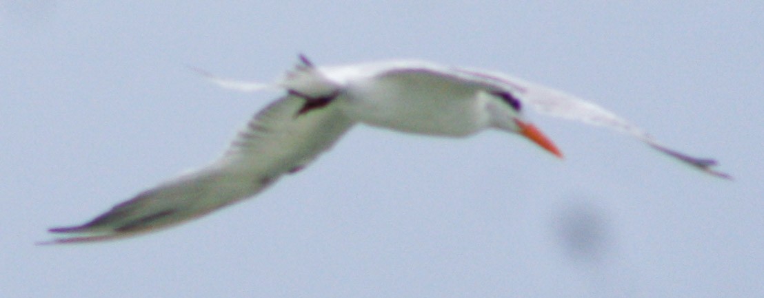 Royal Tern - yuzaima ortiz