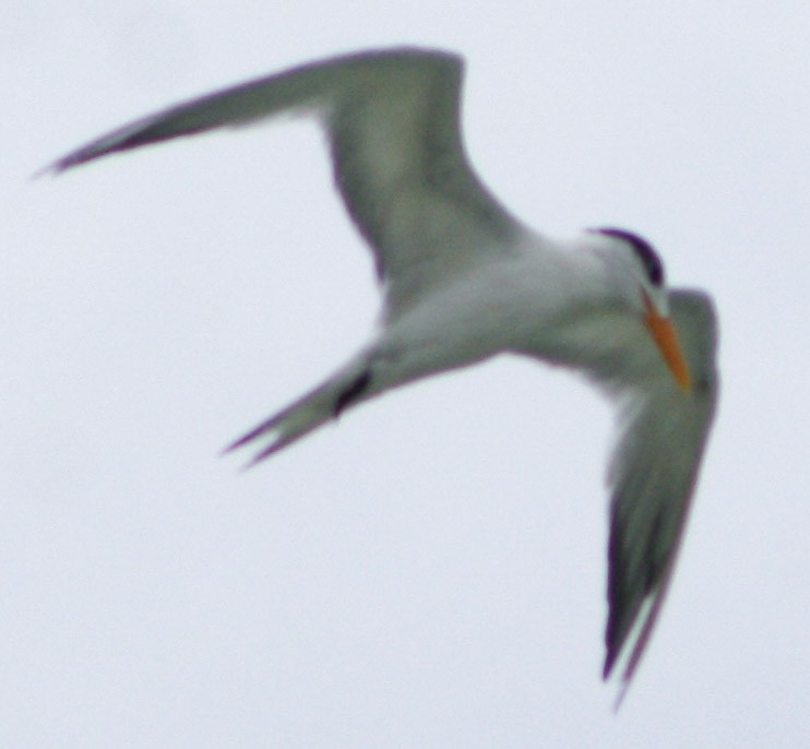 Royal Tern - ML620813065