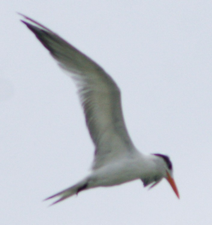 Royal Tern - ML620813066