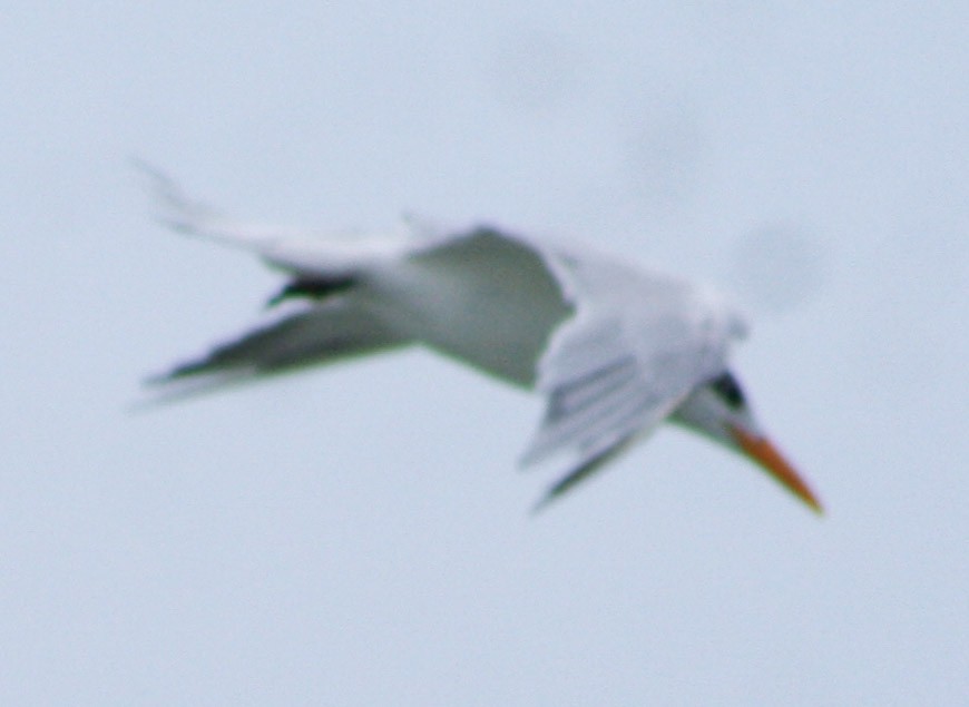 Royal Tern - ML620813067