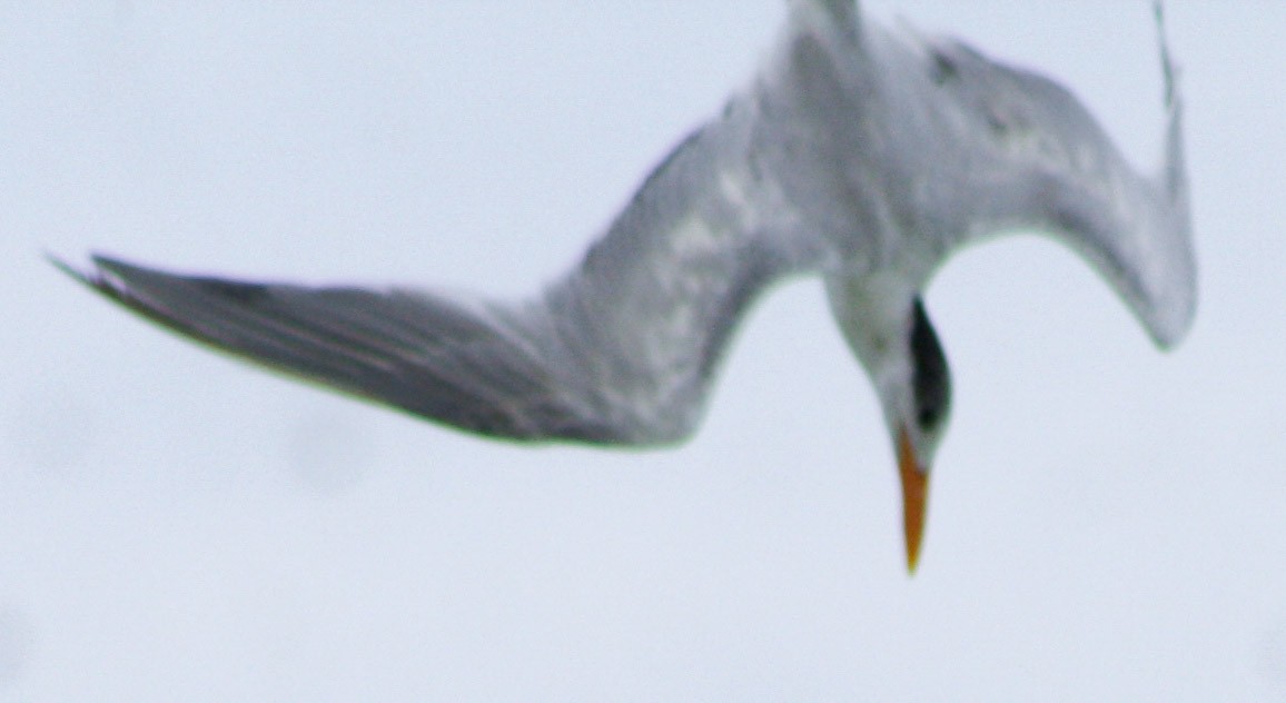 Royal Tern - ML620813068